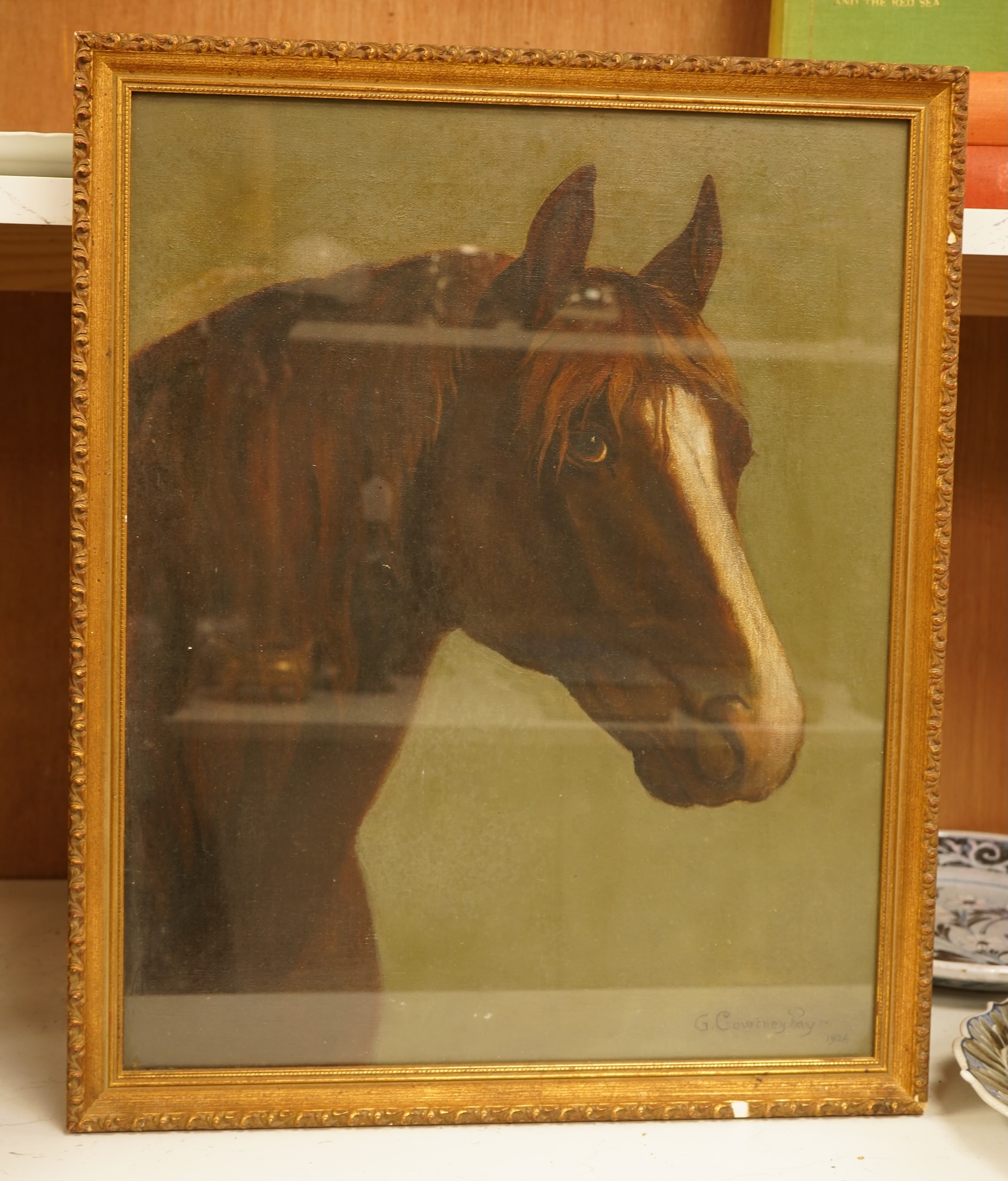 G Courtney-Pays (20th. C), Study of a horse's head, signed and dated 1924, oil on canvas, 49 x 39cm